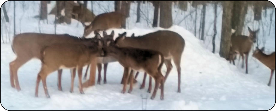 Deer in Town of Worcester