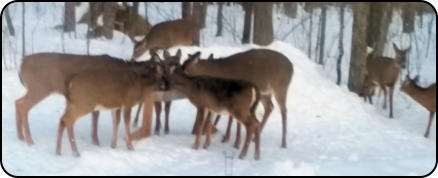 Deer in Town of Worcester